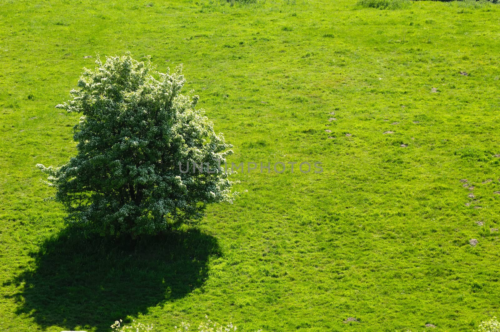 A small tree on a hill side