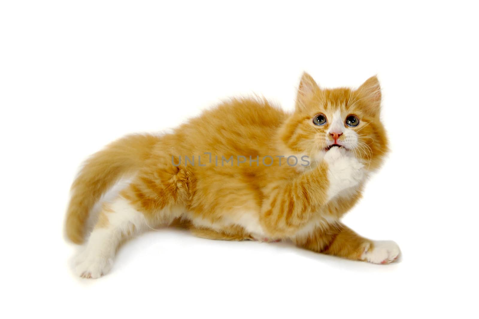 Sweet kitten is looking very afraid. Taken on a clran white background