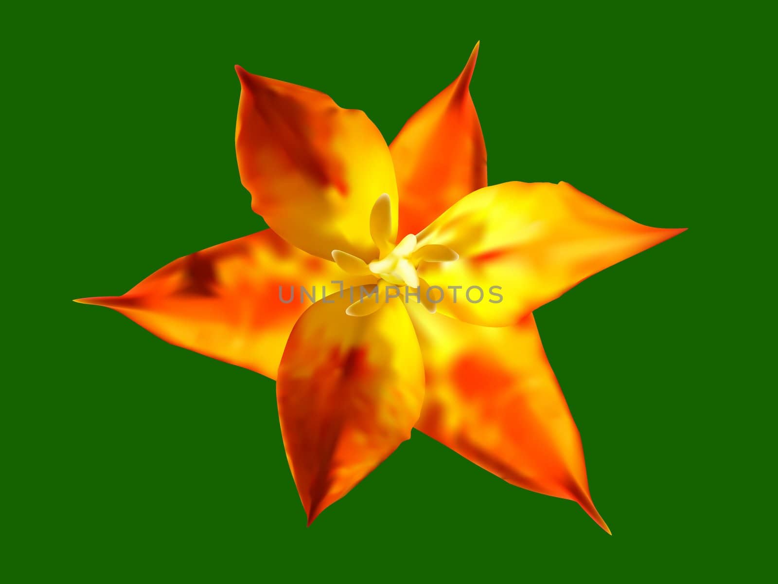 Vector illustration of the orange star tulip flower