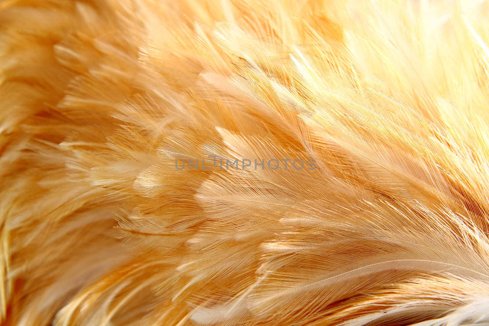 Bright feathers group of some bird 