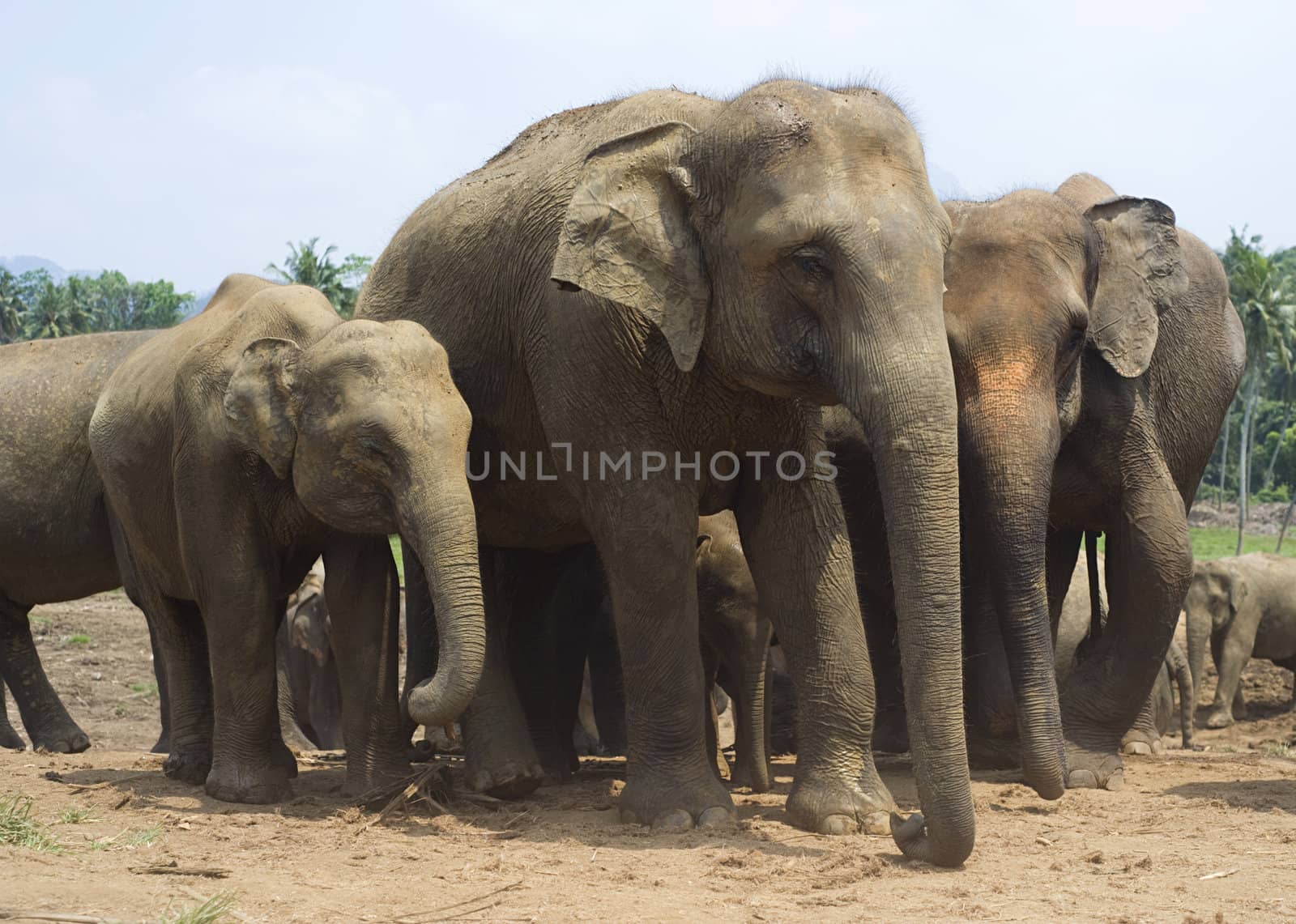 Elephants at Elephant Orphanage in Pinnawela, Sri Lanka