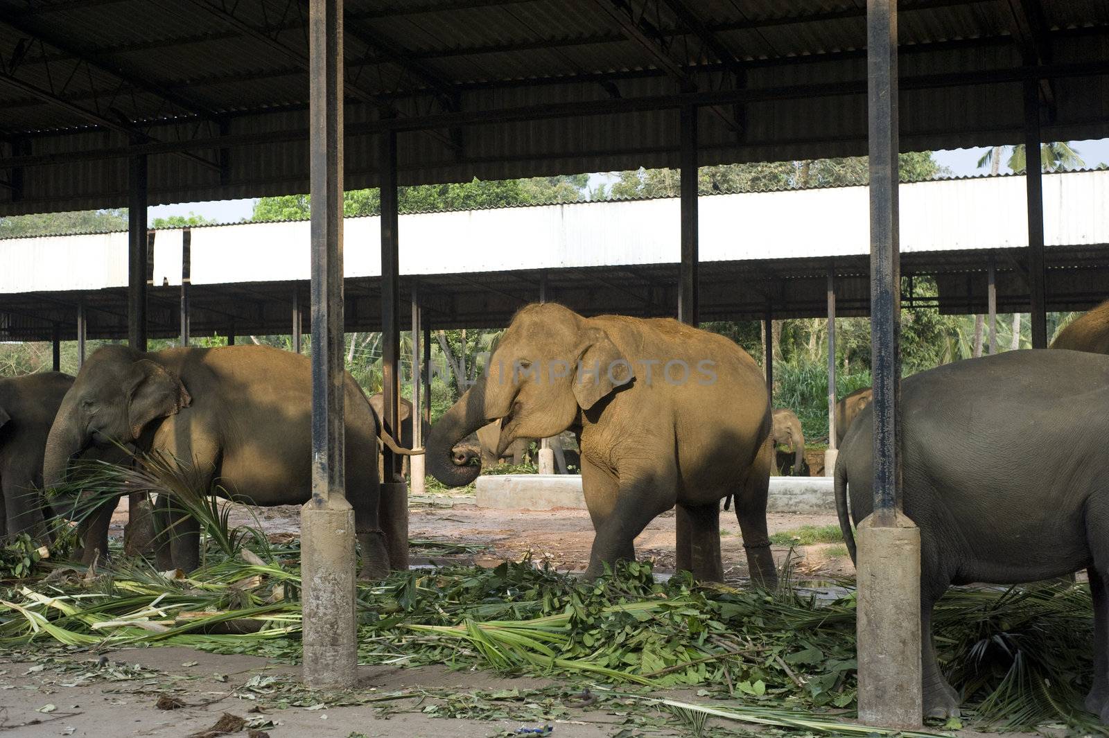 Group of elephants eating at fence in Pinnawela Elephant orphanage