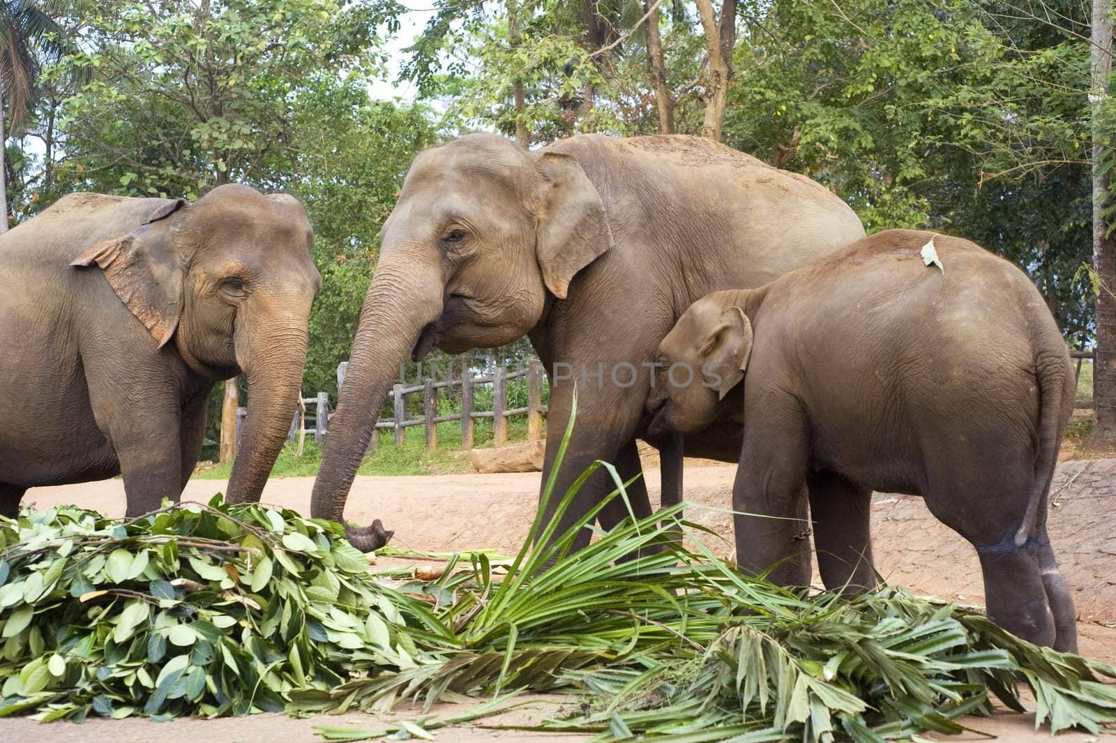 Elephant family by joyfull