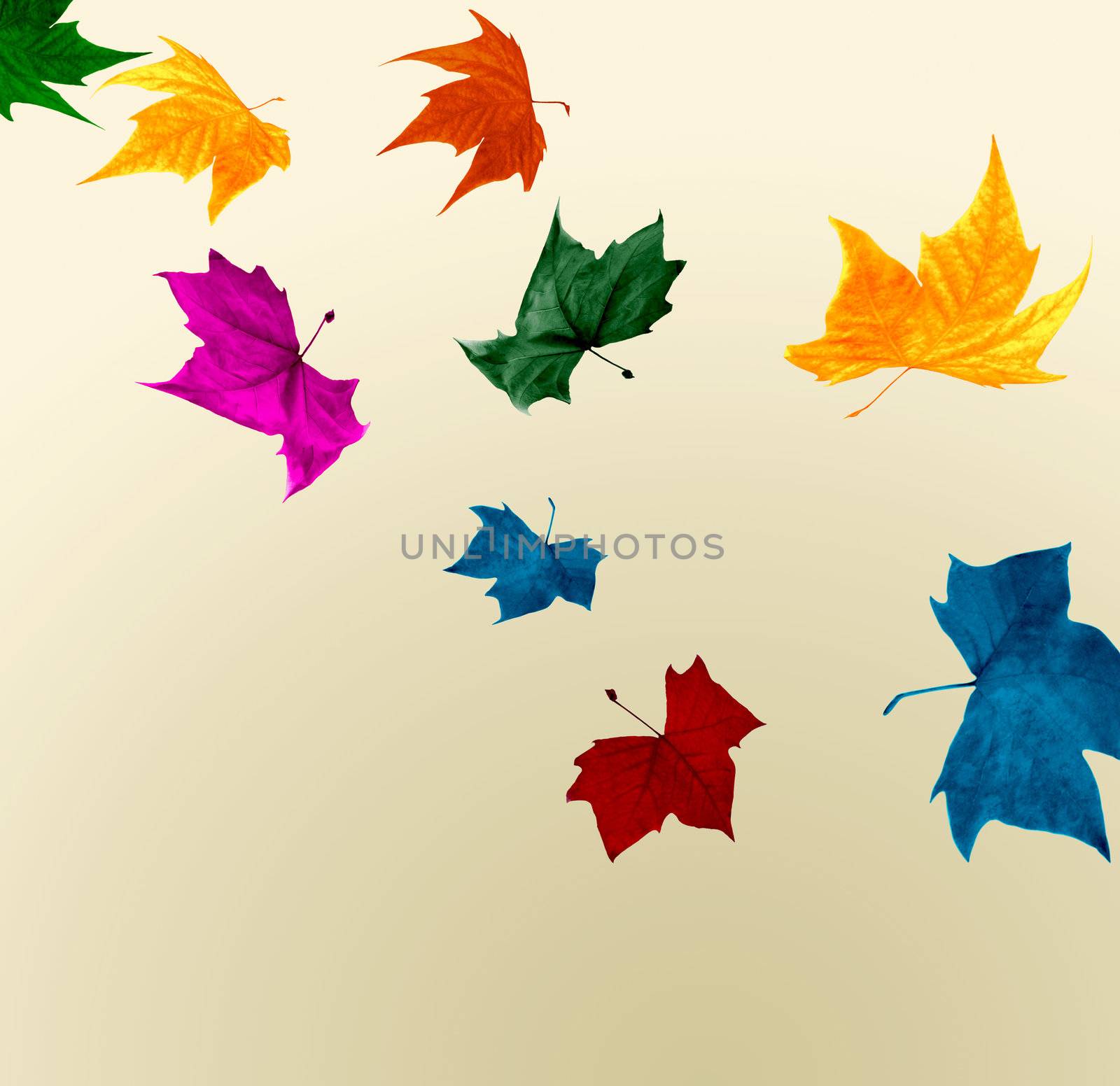 Autumn leaves flying  shocking colors 
