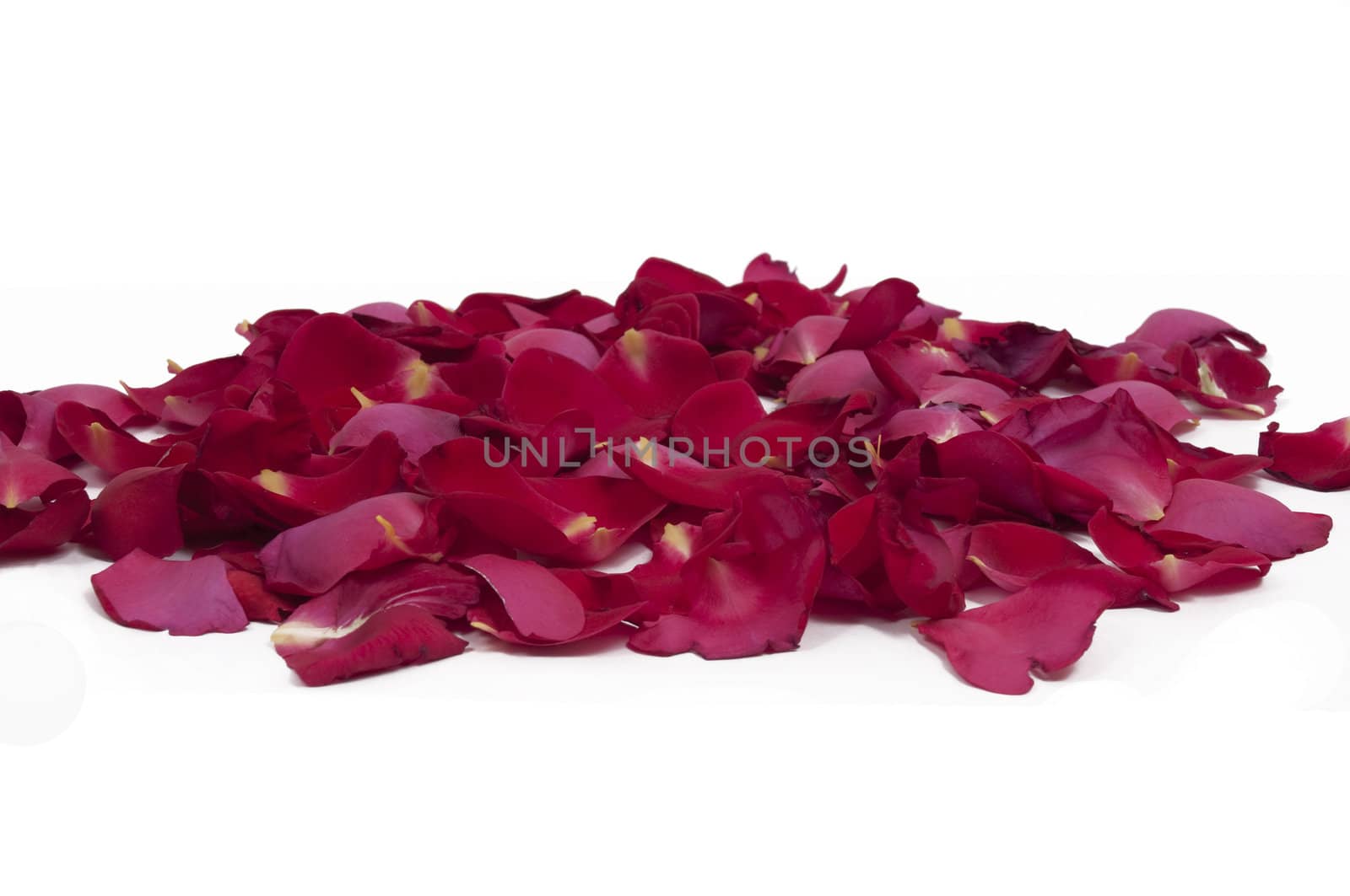 Rose petals on white background