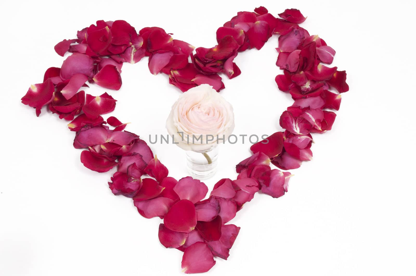 Pink Rose in a pertal heart on a white background