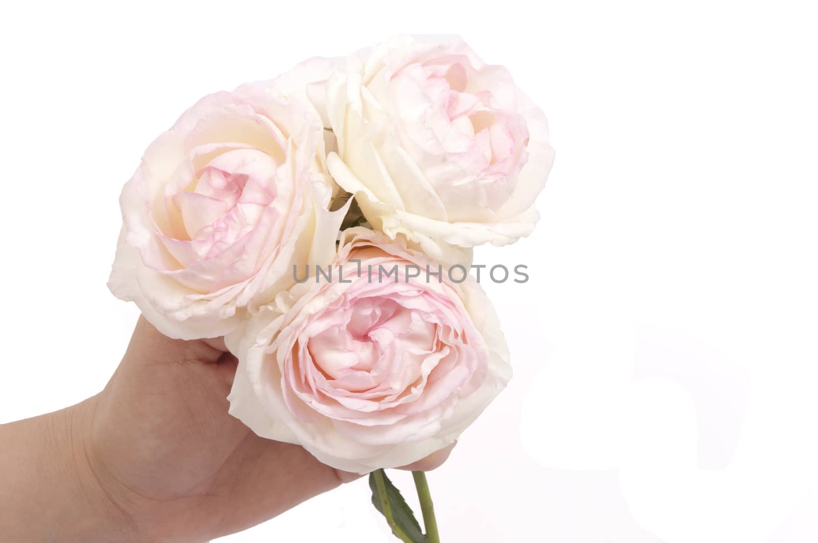 White roses hold by a women hand