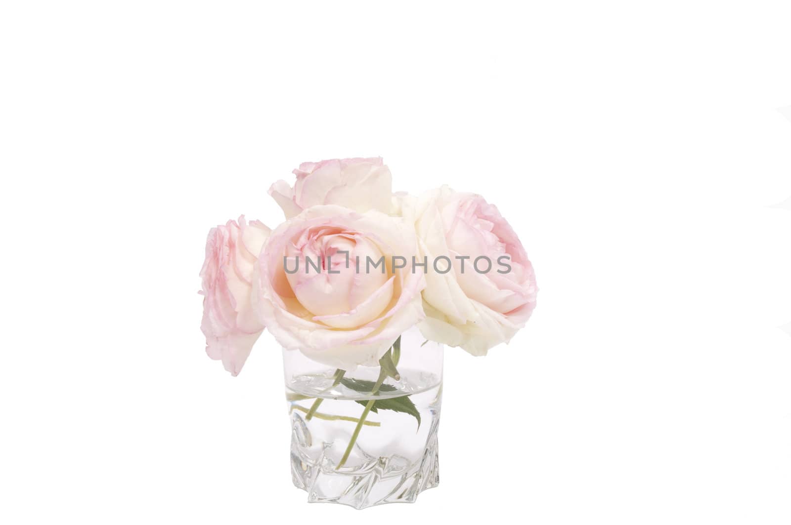 Three Pink roses in a glass on white background