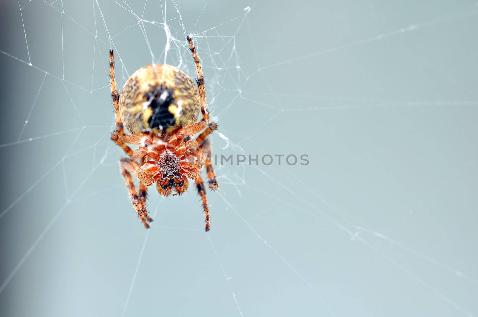 Looking under a garden spider, orb weaver, resting on its web on a grey background, great details of the hairs.