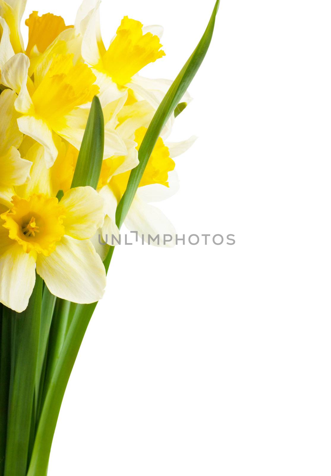 Narcissus by AGorohov