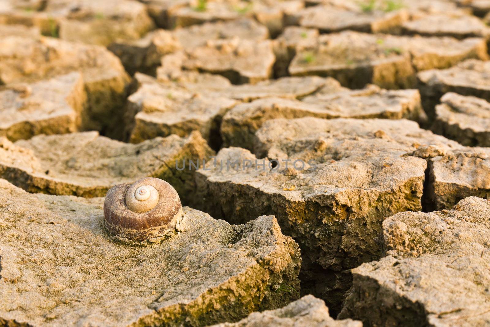 Cracked earth with snail dead , metaphoric for climate change and global warming.