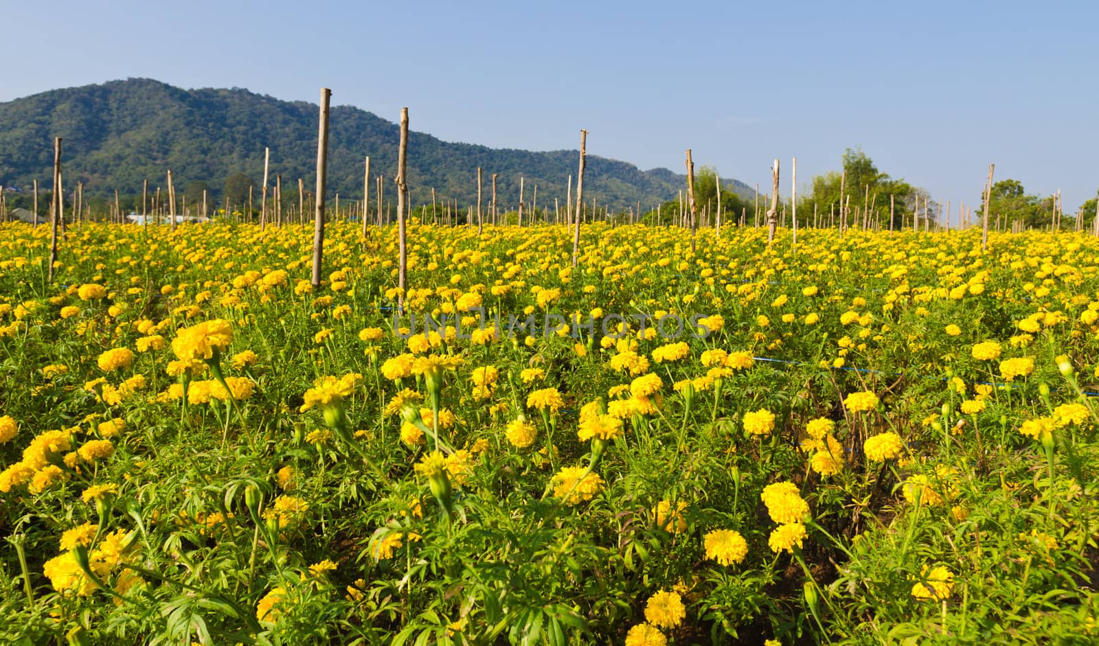 Marigold field by stoonn