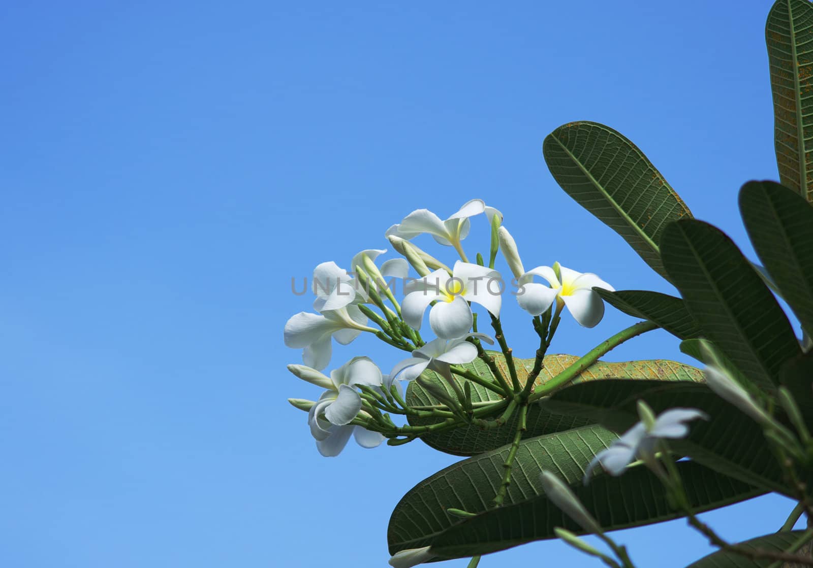 Plumeria alba flowers on blue sky