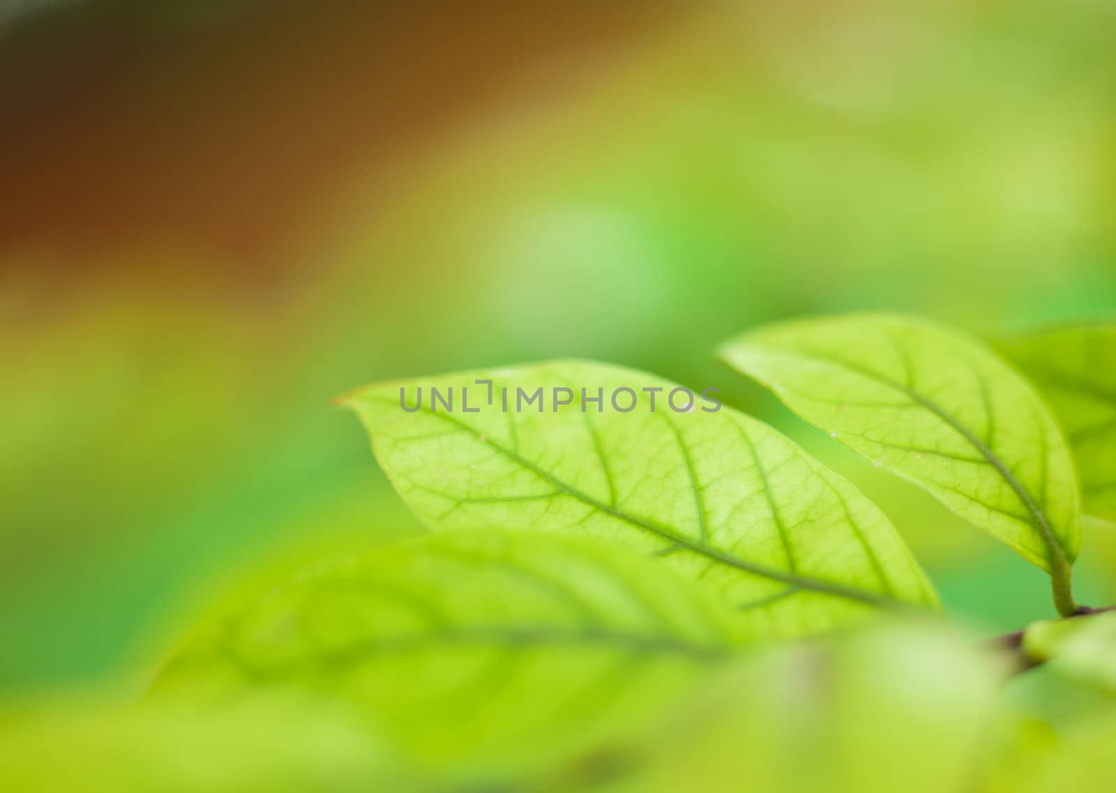 Leaves Background by Suriyaphoto