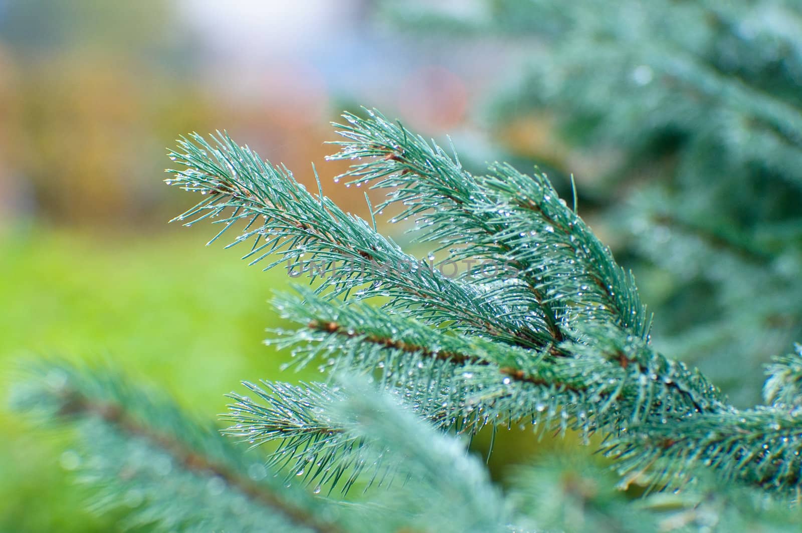 spruce twig on green background 