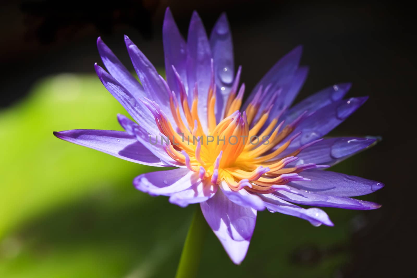 Violet Lotus by Suriyaphoto