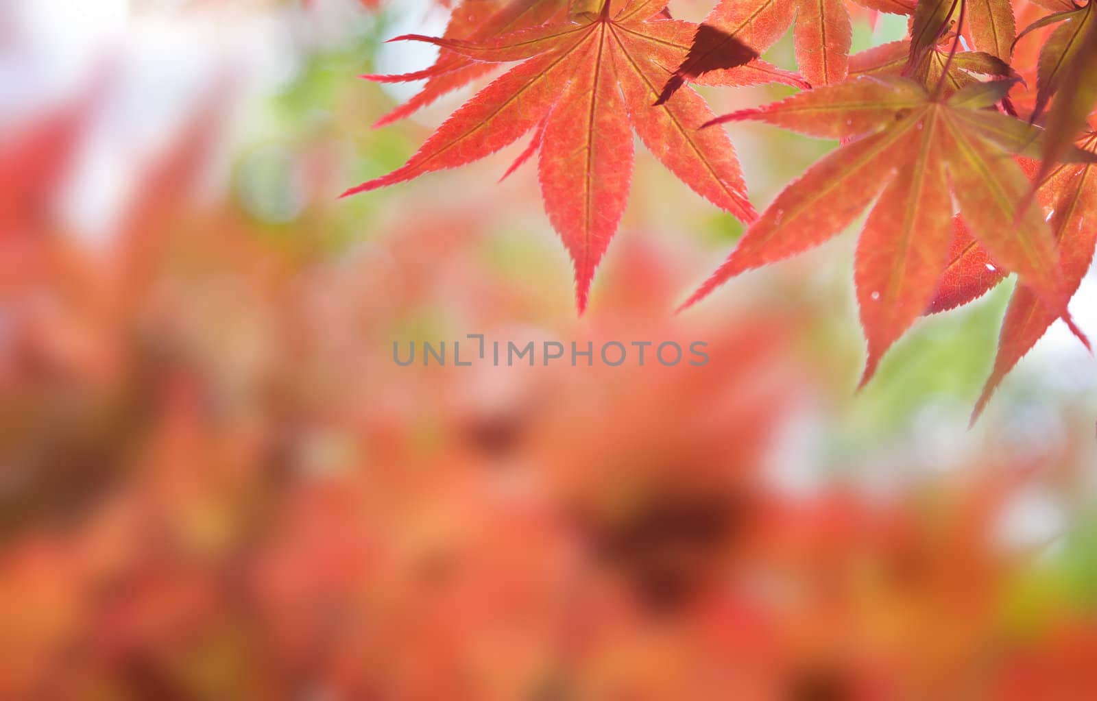 Autumnal, Red leaves of mable by Suriyaphoto