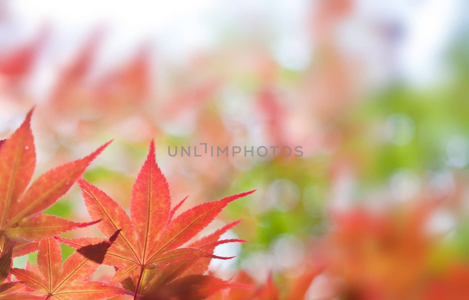 Autumnal at Japen, Mable leaves will changed from green to Red.