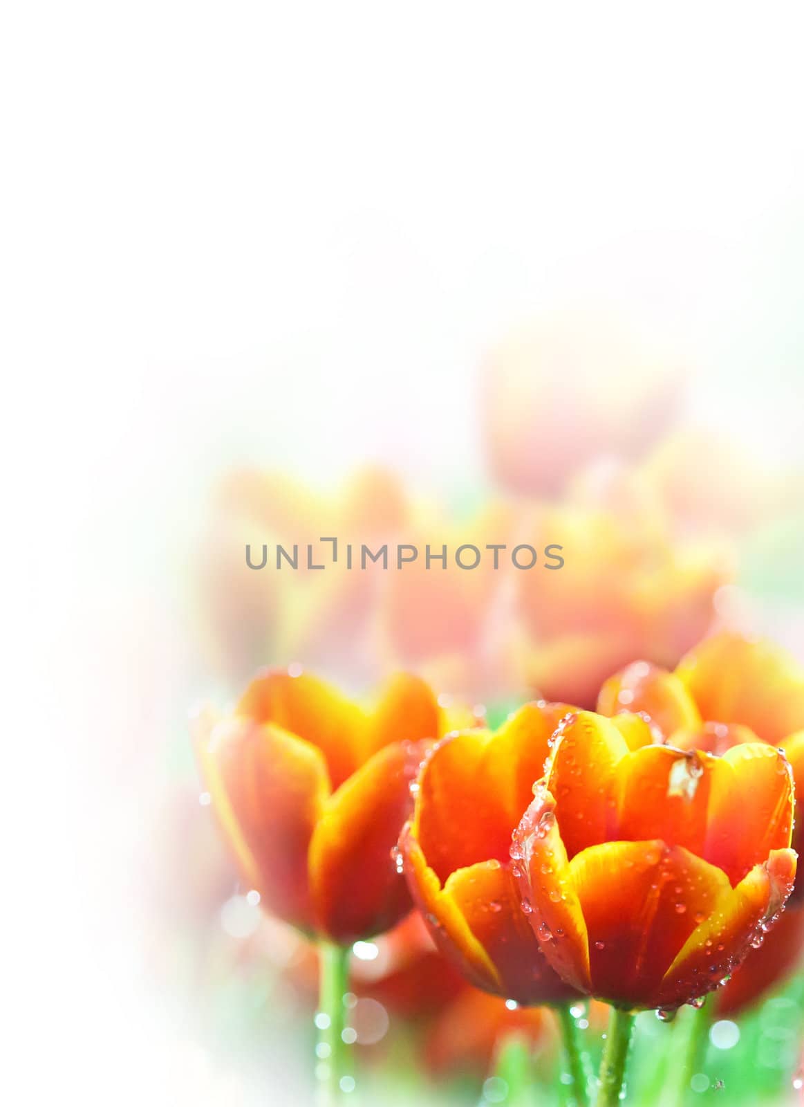 Dews and beautiful tulips with lighting at Northern of Thailand