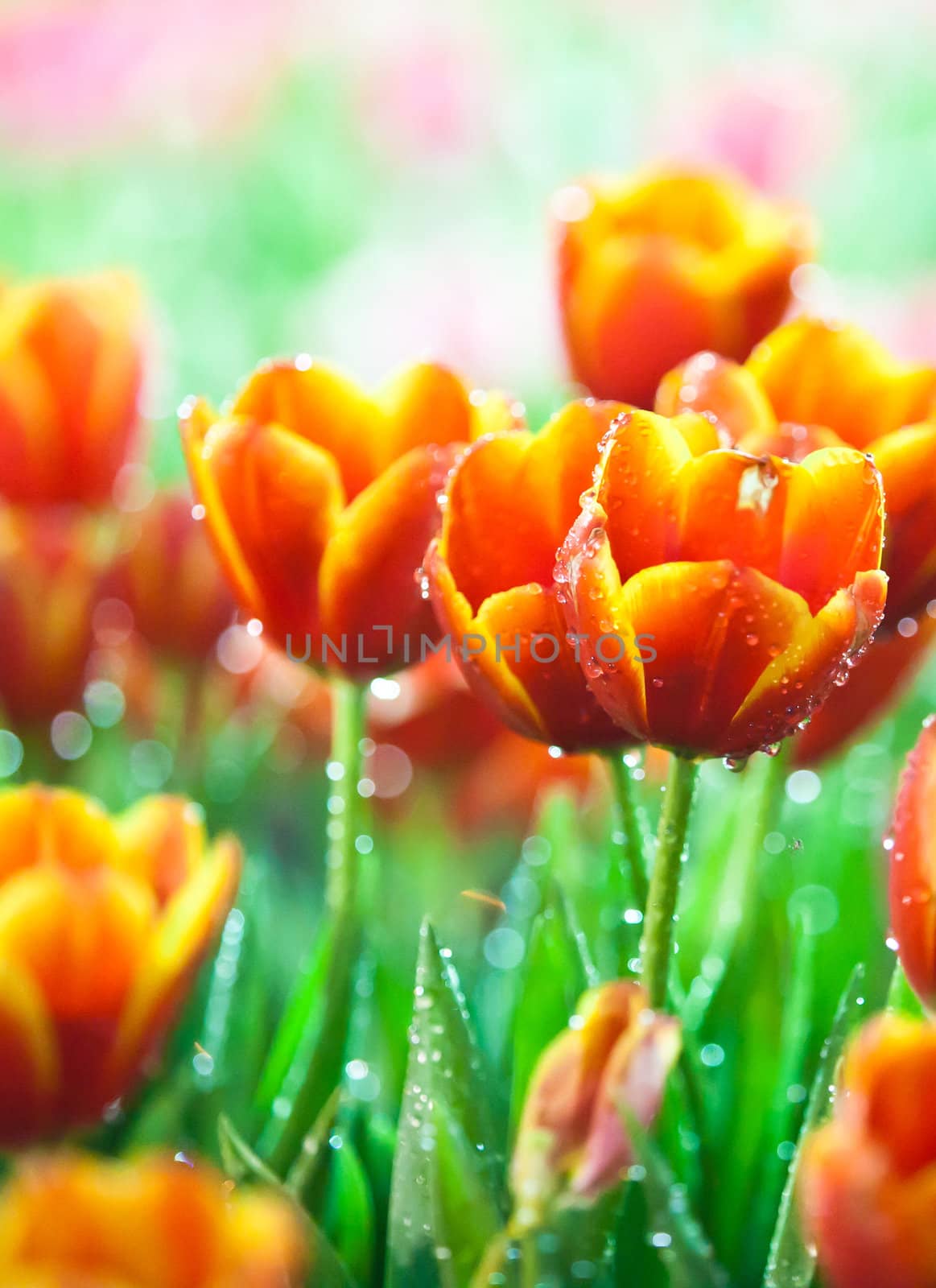 Dews and beautiful tulips with lighting at Northern of Thailand