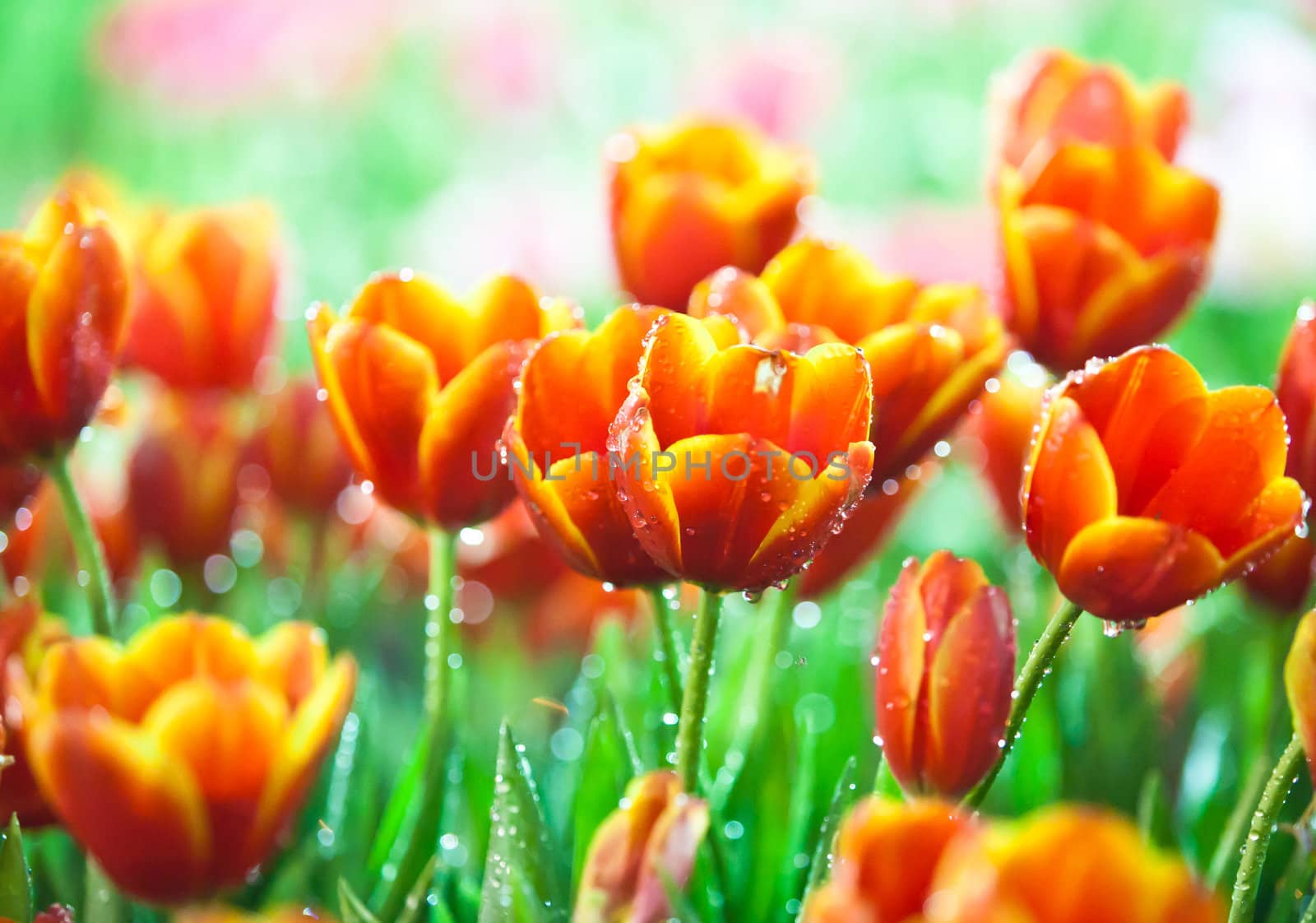 Beautful Tulips  by Suriyaphoto