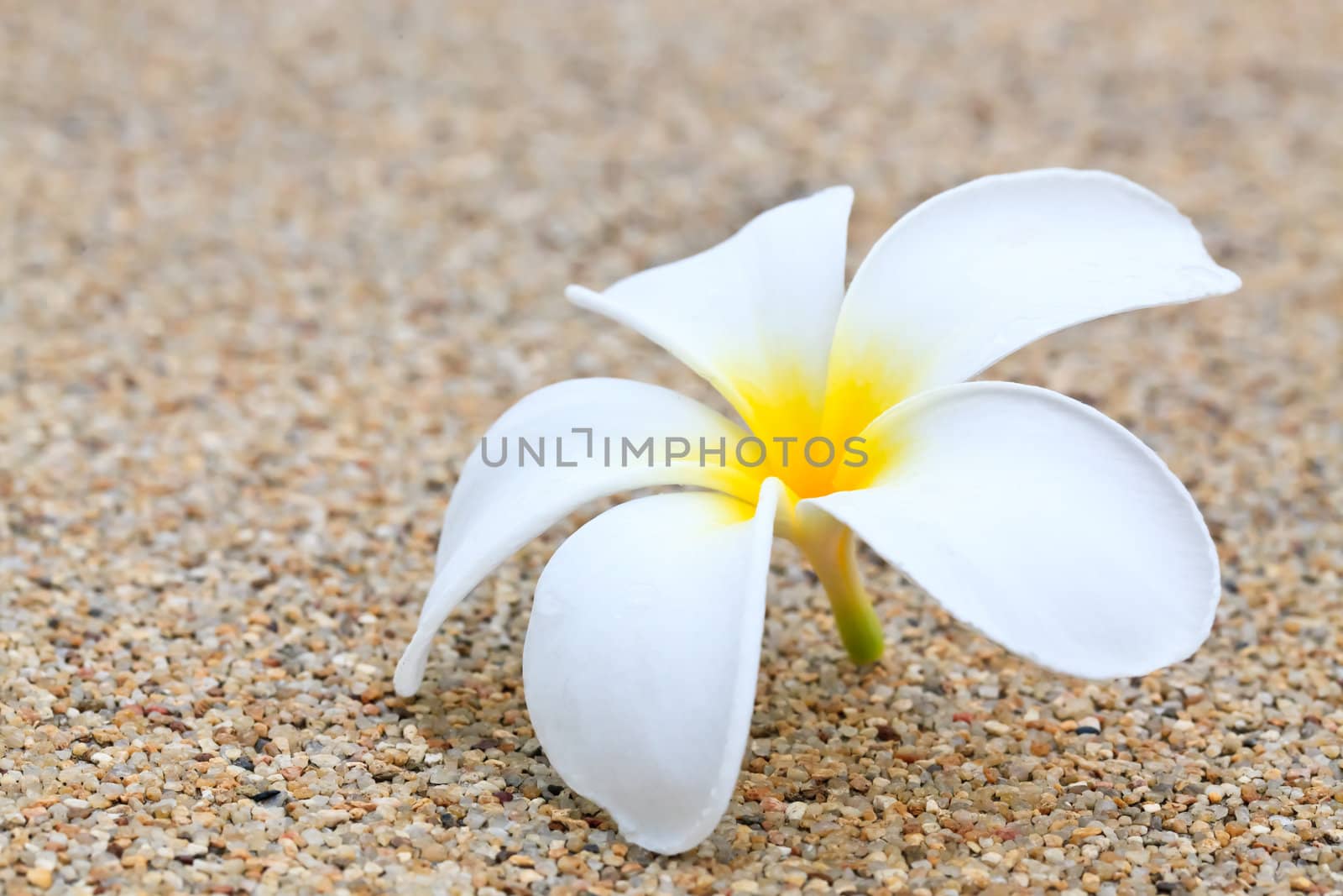 Plumeria by Suriyaphoto