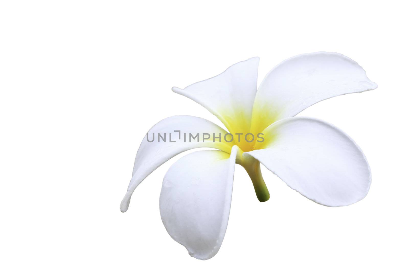 Plumeria by Suriyaphoto