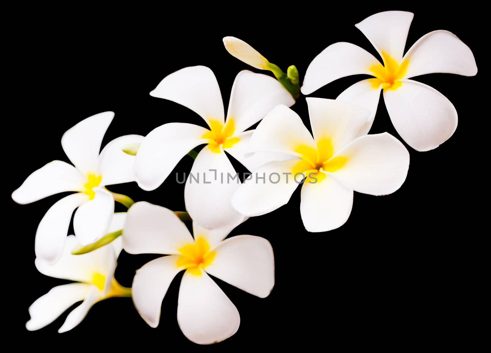 Plumeria by Suriyaphoto