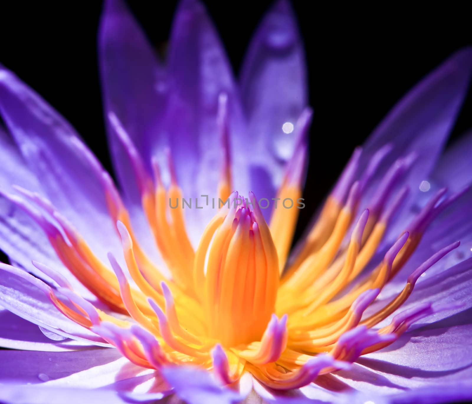 Violet Lotus by Suriyaphoto