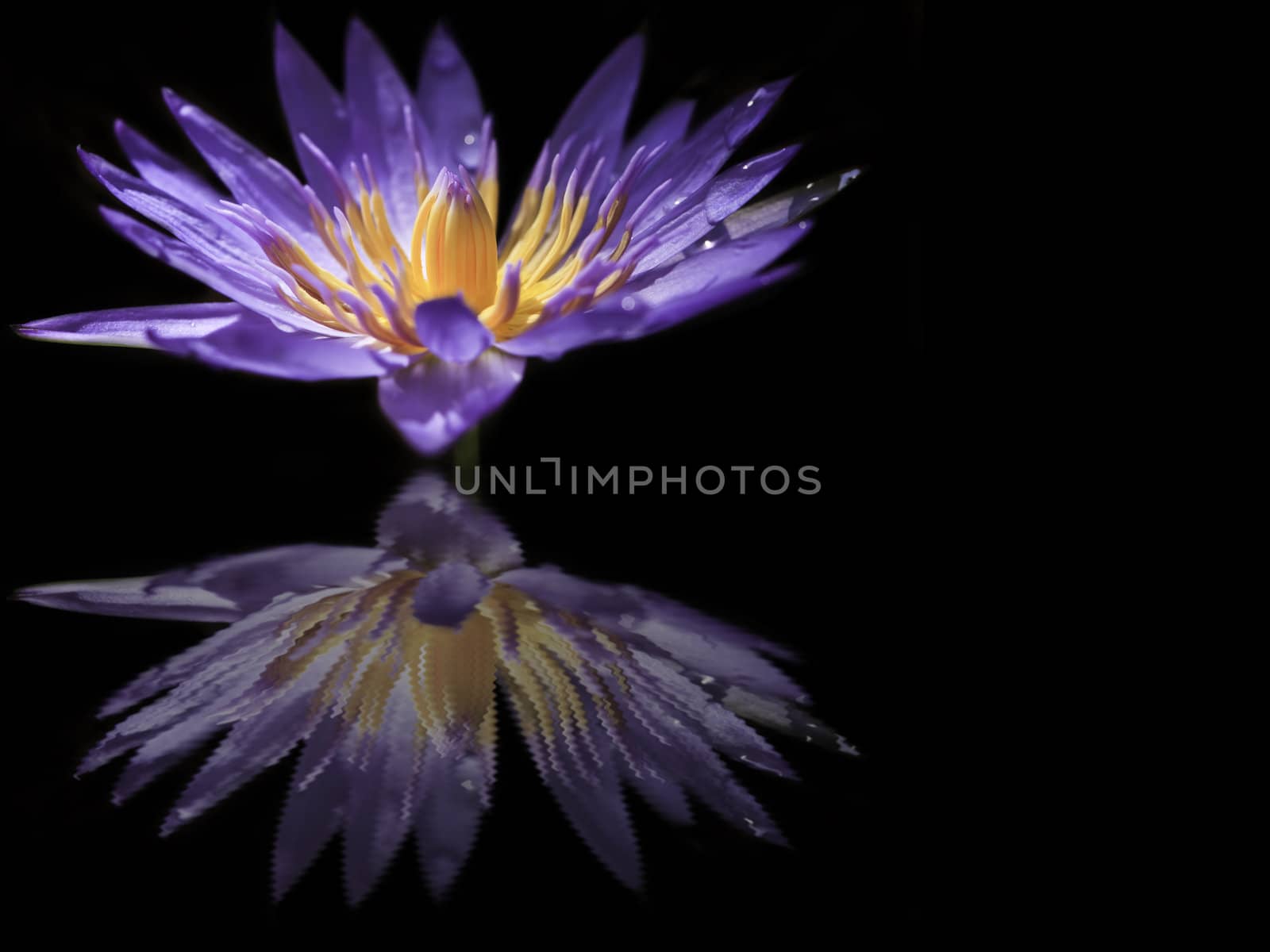 Violet Lotus by Suriyaphoto