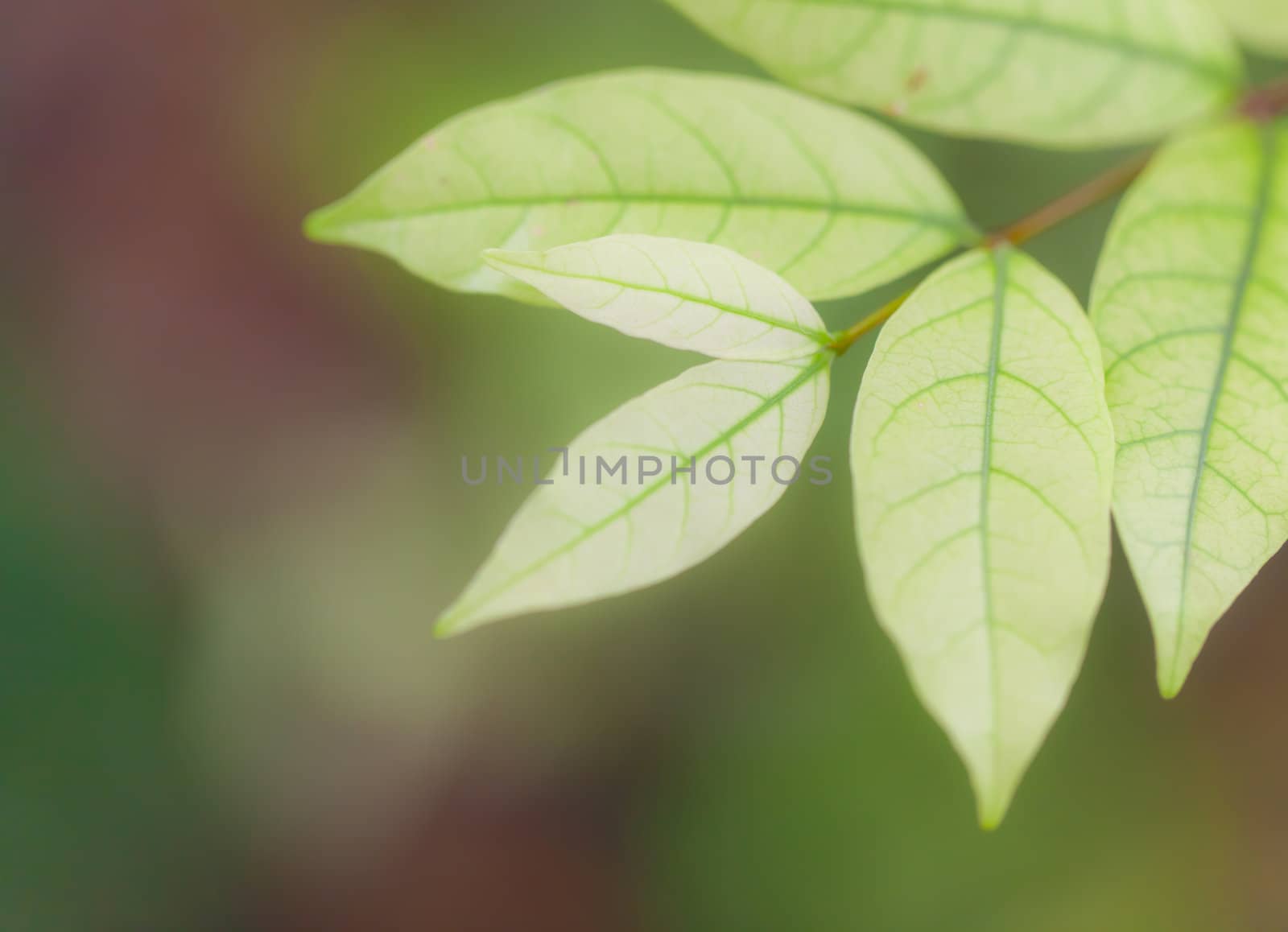 Background Nature green leaves by Suriyaphoto