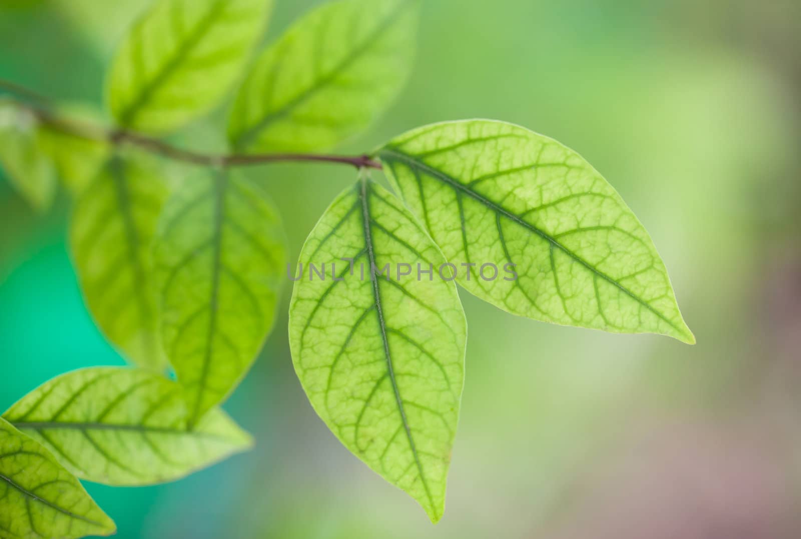 Background Nature green leaves by Suriyaphoto