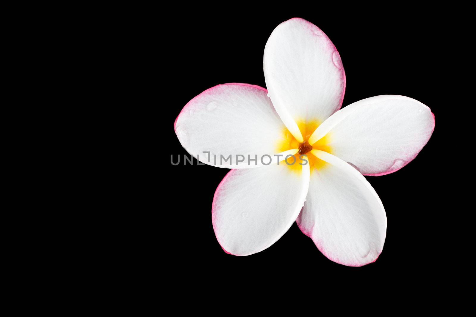 Plumeria on black background by Suriyaphoto