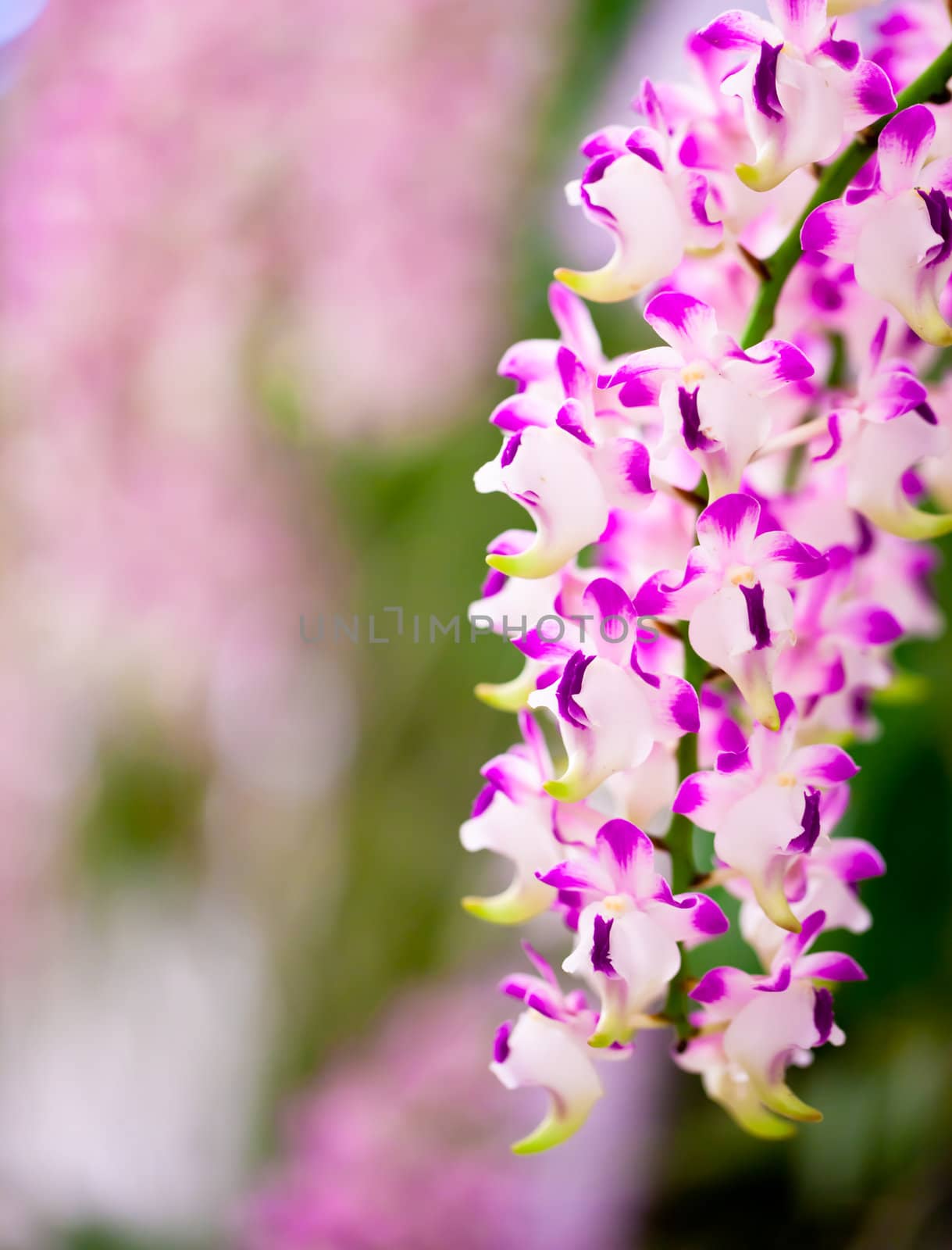 Orchid by Suriyaphoto