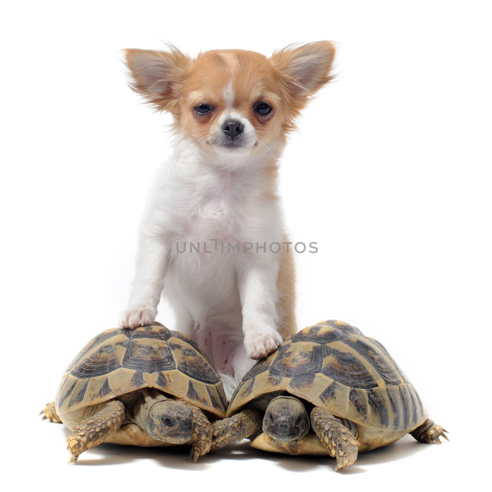 puppy chihuahua and turtles by cynoclub