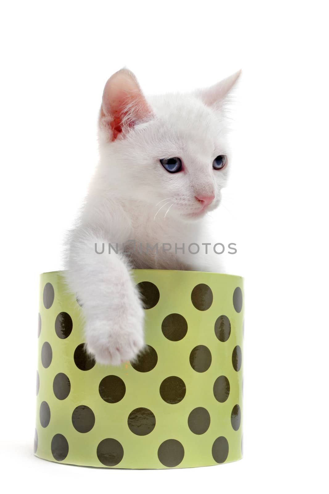 young white kitten in a box  in front of white background