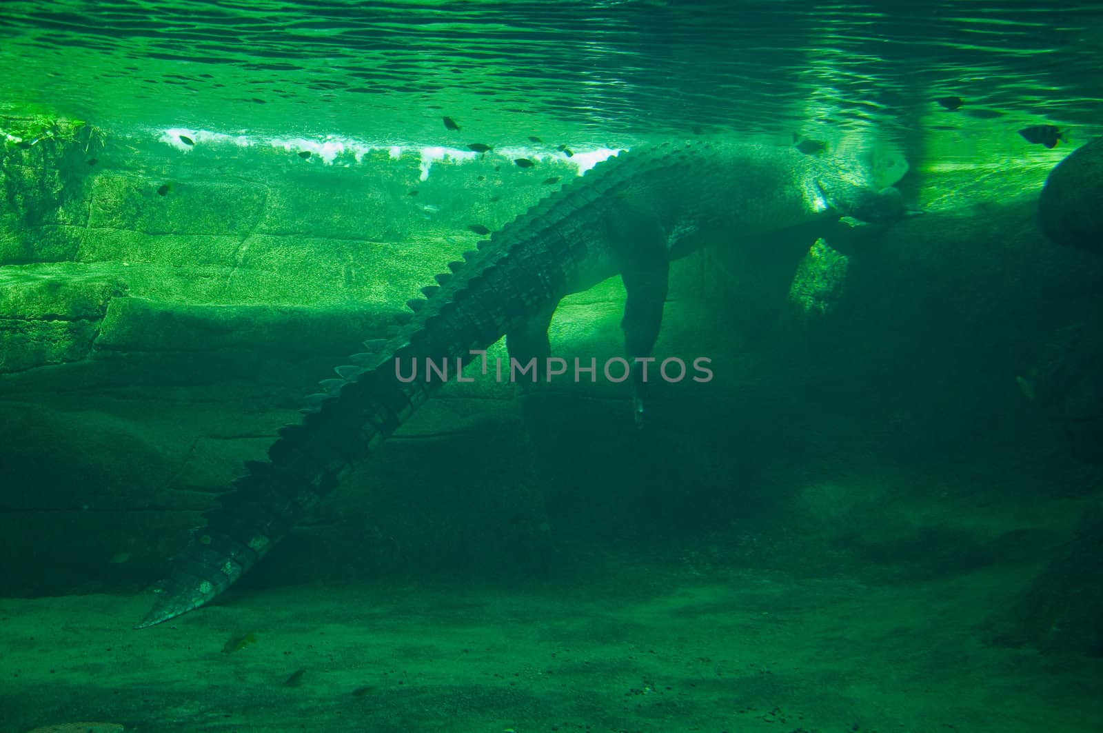 crocodile in the sydney zoo, australia