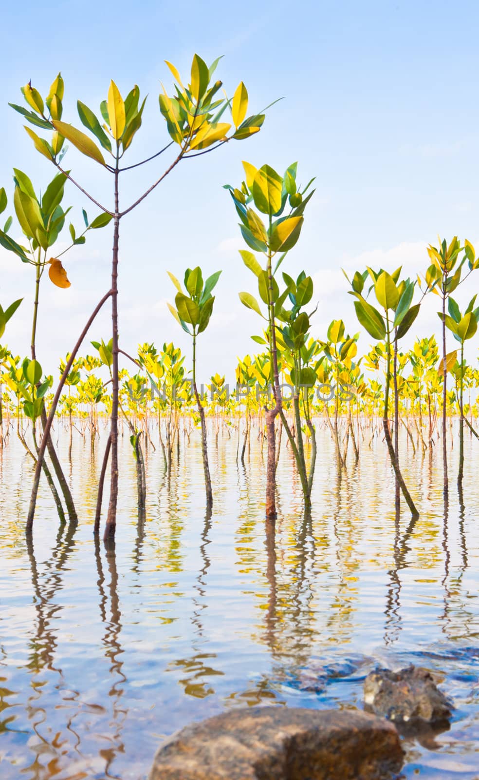 Young mangroves forest