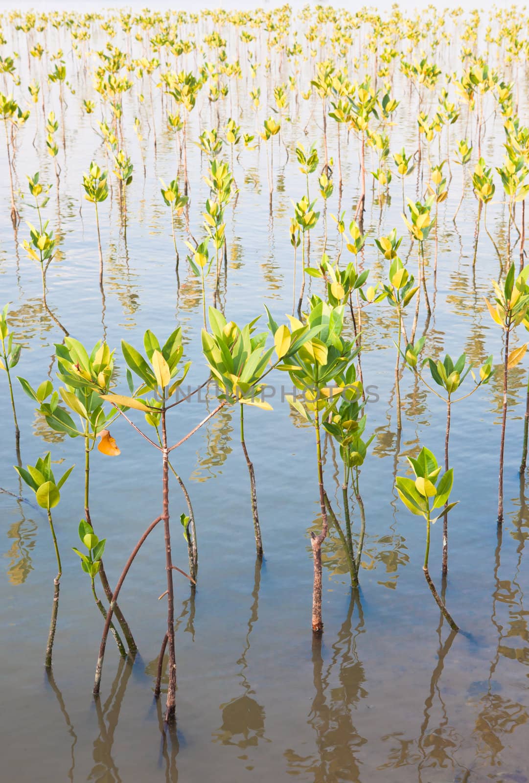 Young mangroves forest