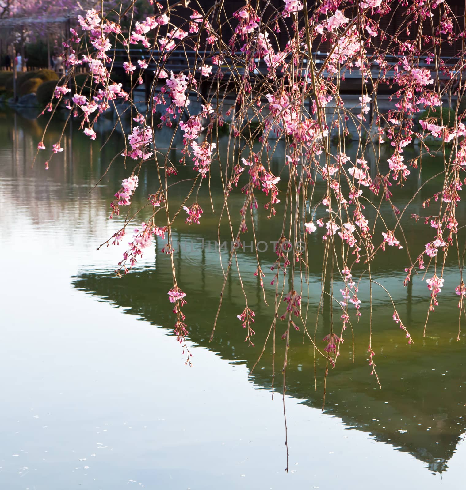 Cherry Blossom by Suriyaphoto