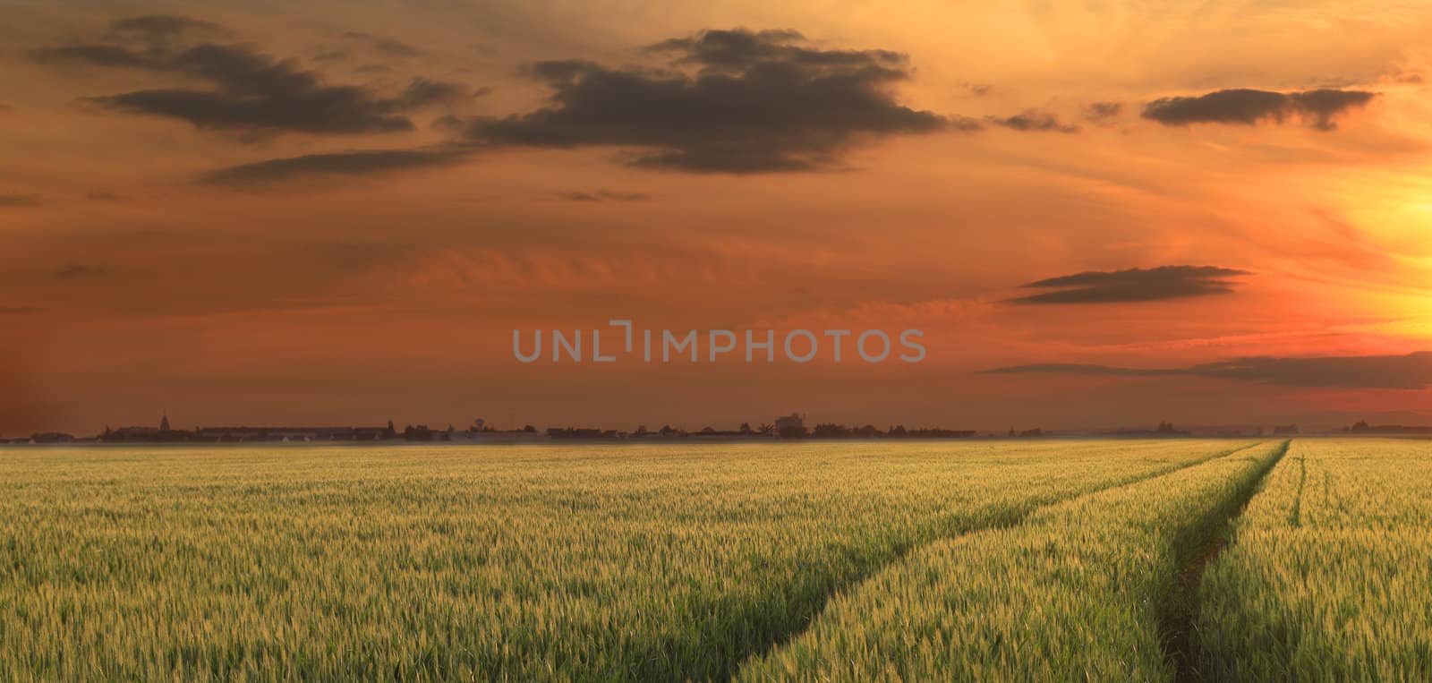 Colorful sunset over a field of cereals.