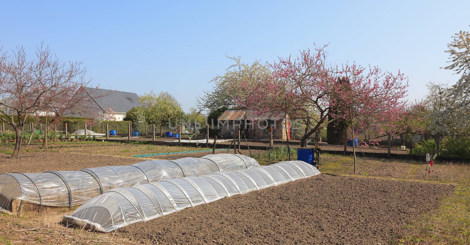 Vegetable garden with two glasshouses in the backyard of some houses during the spring season.