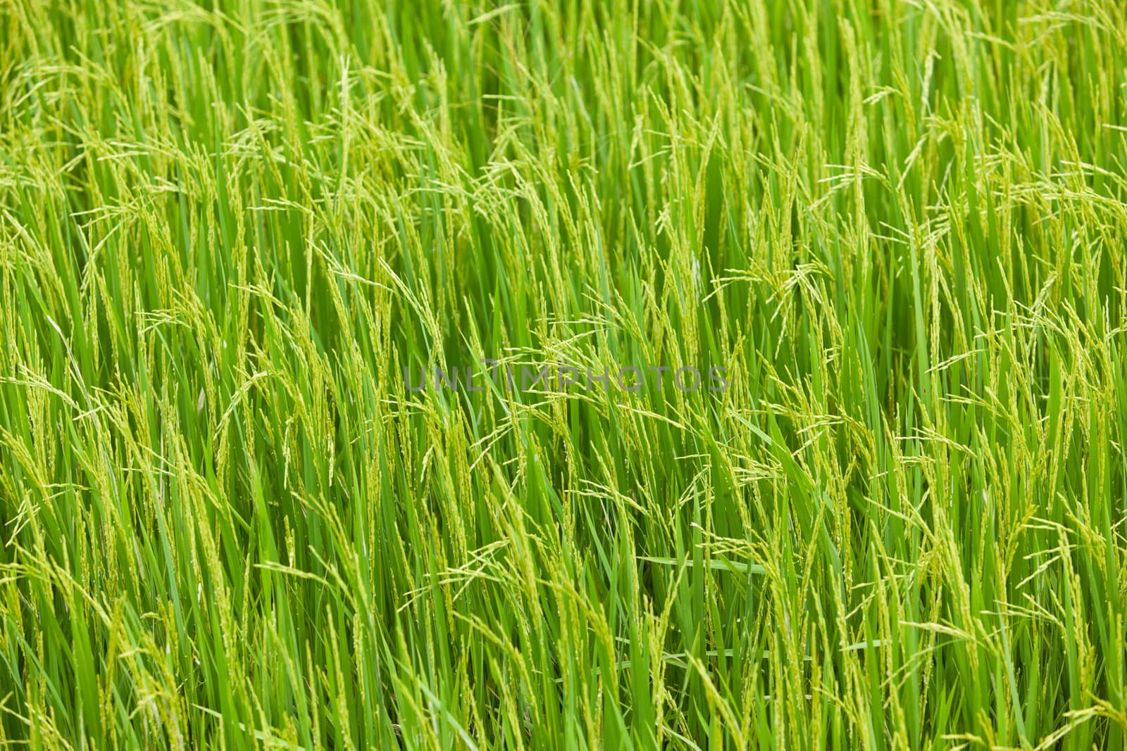 Paddy Rice by Suriyaphoto