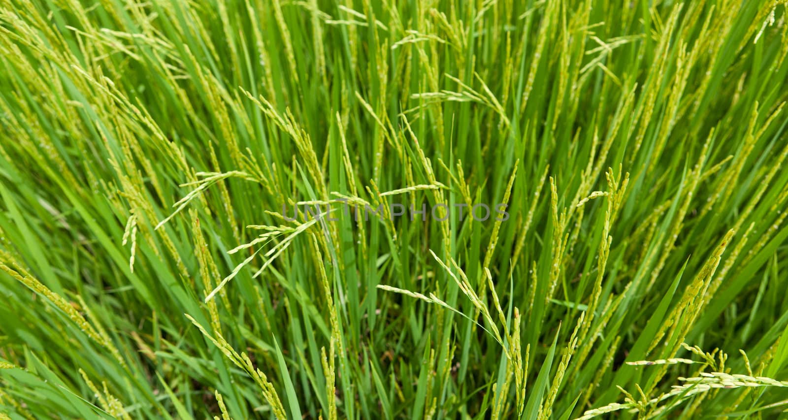 Paddy Rice by Suriyaphoto