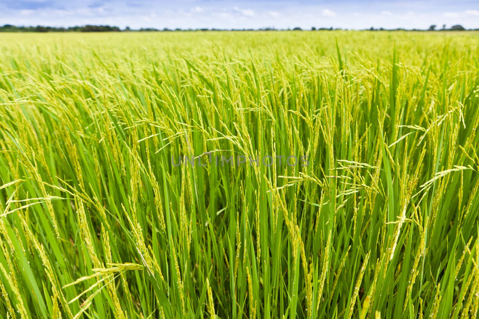 Paddy Rice by Suriyaphoto