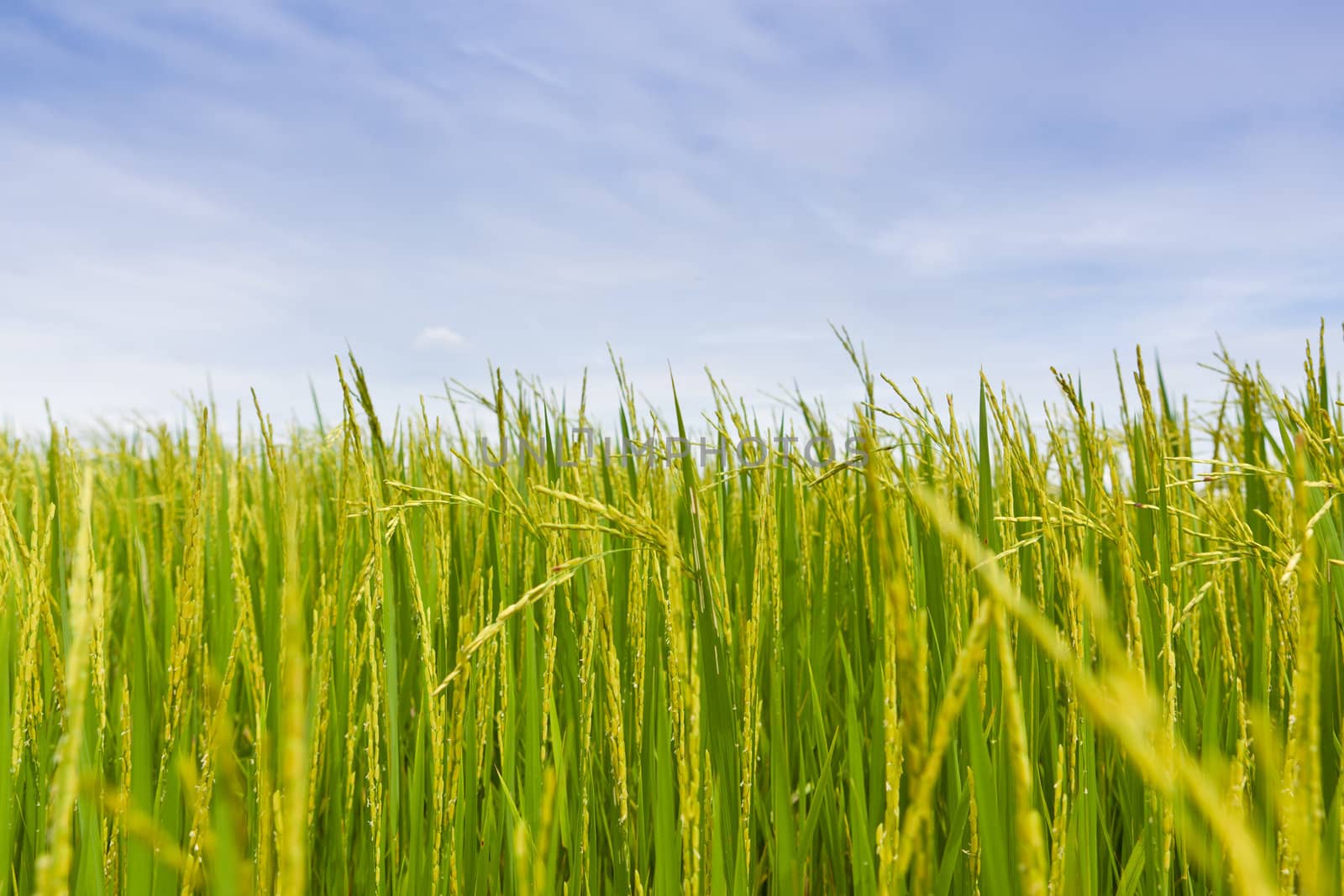 Paddy Rice by Suriyaphoto