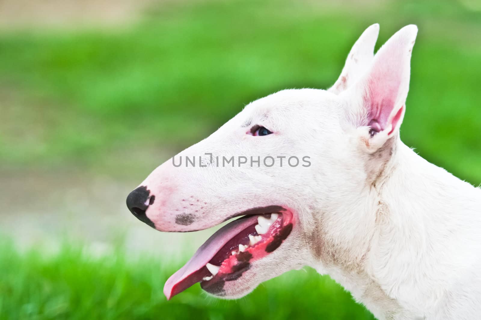 Bull Terrier by Suriyaphoto