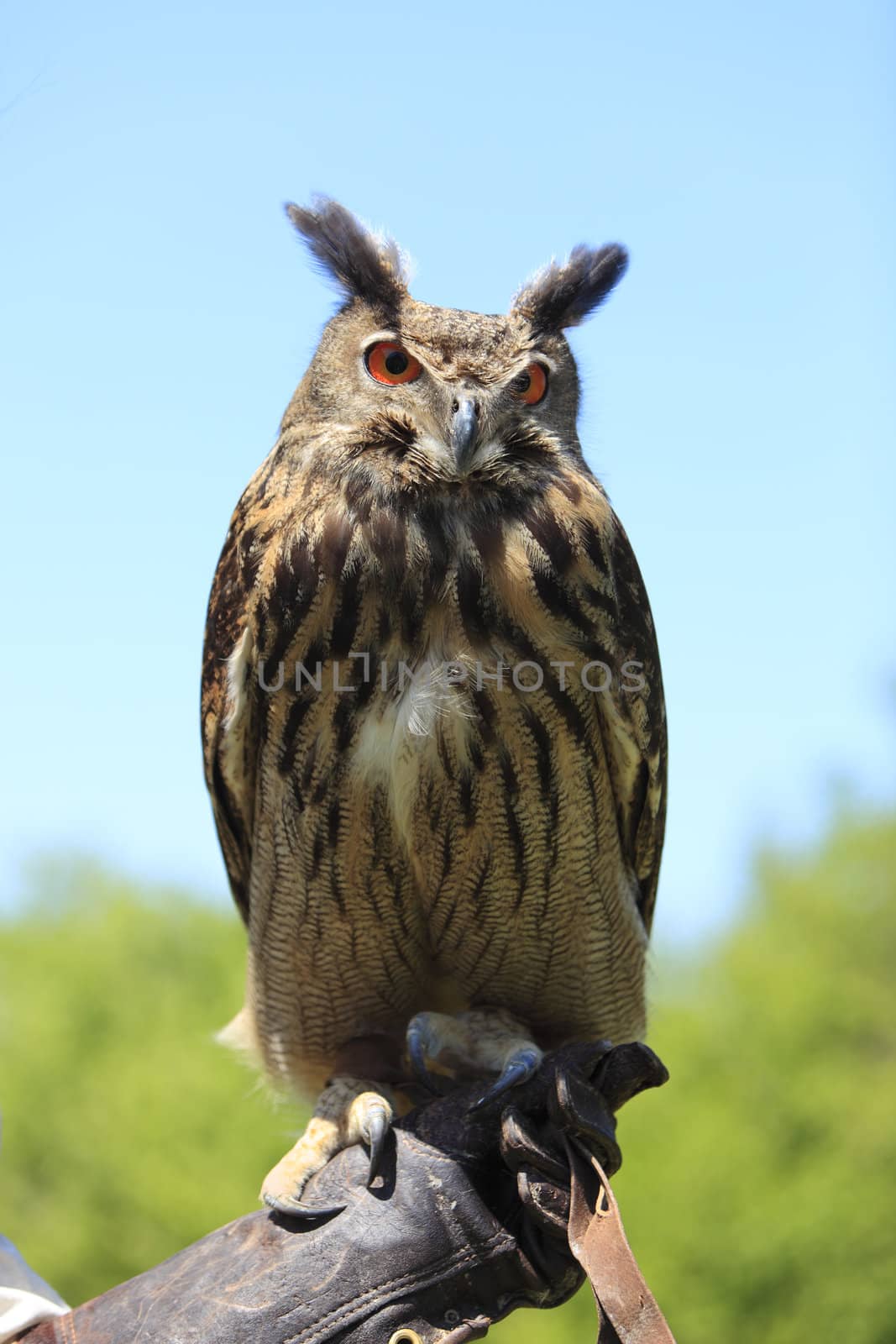 Image of an eagle owl standing on the tamer's hand.