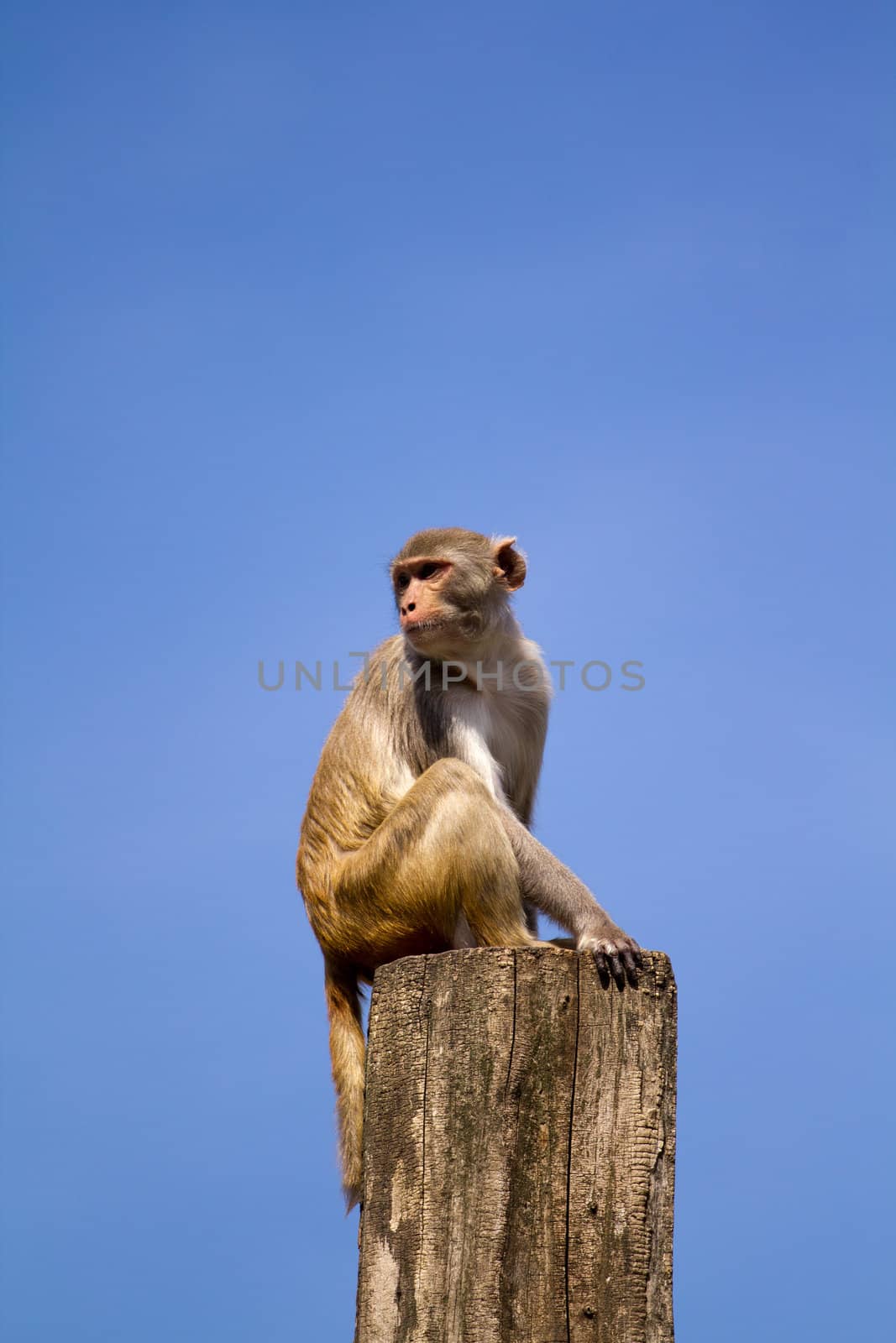 A monkey acting as lookout from its vantage point on a tree trunk