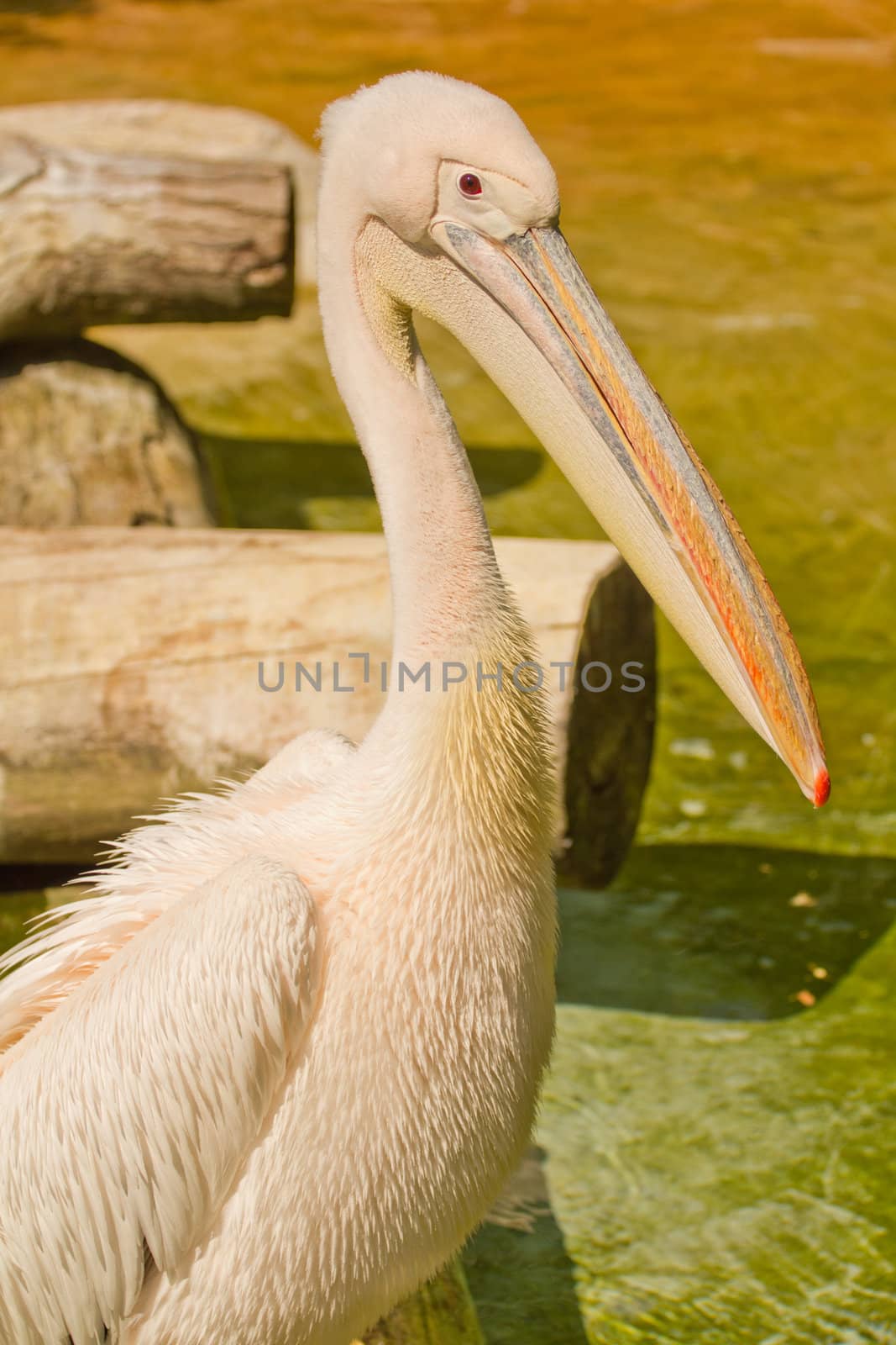 A Pelican at the water's edge on a warm summer afternoon